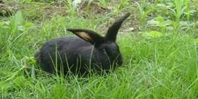 減輕兔子臭味和尿騷味的方法
