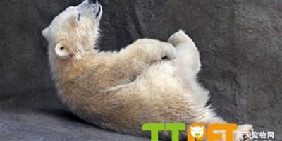 北極熊寶寶清晨做瑜伽鍛煉身體