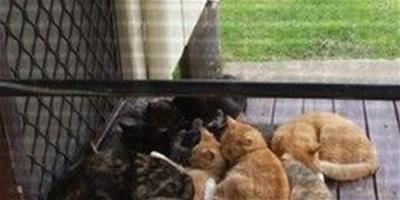 按時蹲點 主人開門發現10只貓聚在門口