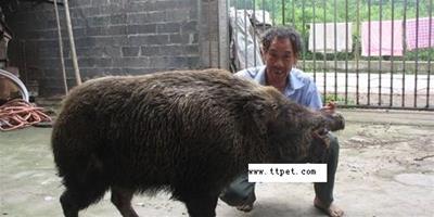 天臺山民養野豬當寵物