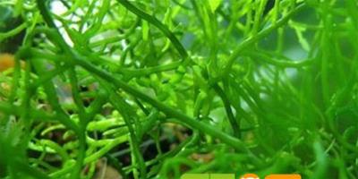 魚缸水藻怎麼有效清除