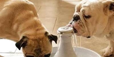 狗狗總是不喜歡喝水這可怎麼辦