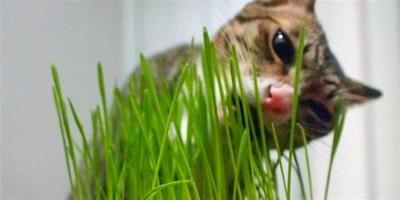 教你種植貓草的三個辦法