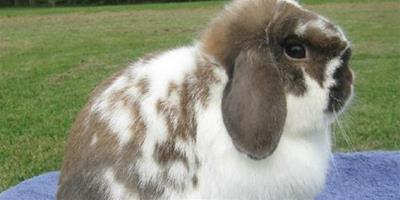 怎樣區分兔子脫毛是否是正常換毛？