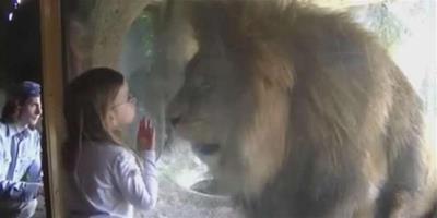 小女孩隔著玻璃親吻獅子，誰知獅子反應差點嚇的她心跳停止！