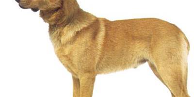 奇努克犬的性格 具有堅定而自信的個性