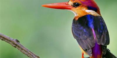 鳥的羽毛的特點 輕防水保暖色彩斑斕等特點