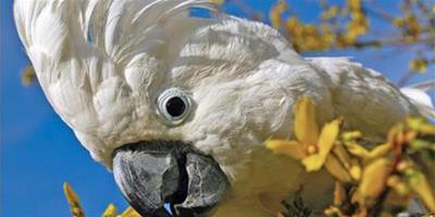 雨傘鳳頭鸚鵡價格 一般市場價7000左右