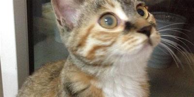貓咪眼睛渾濁是什麼原因？該怎麼辦？