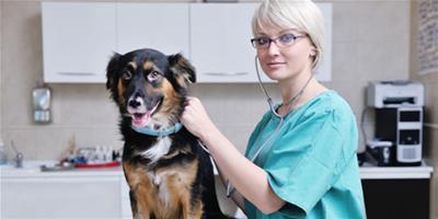 狗狗鼻炎的症狀和防治