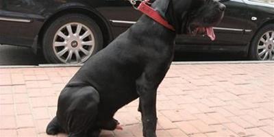 卡斯羅犬能長多大