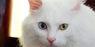 貓咪腎結石病徵及預防