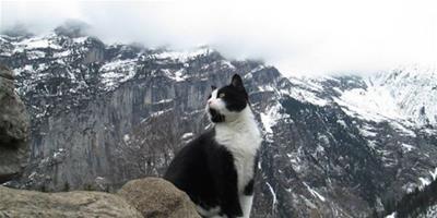 瑞士山區迷路 神秘貓咪出現救援