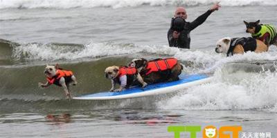 美國舉行寵物狗衝浪比賽