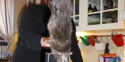 瑞典居民家中驚現38釐米逆天“巨鼠”