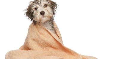 寵物洗澡時用什麼能洗乾淨