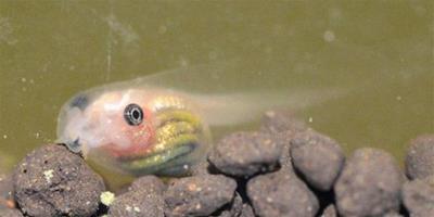 日本透明蝌蚪長成青蛙 身體粉白可見內臟