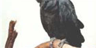 紅尾黑鳳頭鸚鵡