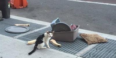 小貓被丟路邊大哭，主人竟把它所有家當丟在街上，這畫面讓人心碎