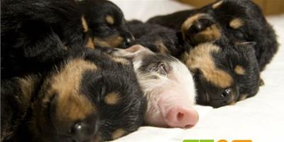 英國 遭遺棄的可憐小豬被家犬收養