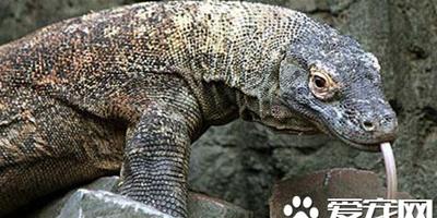 史上最大的蜥蜴 世界上最大的蜥蜴科摩多龍