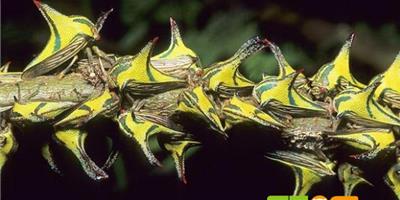 全球15種奇特動物——角蟬