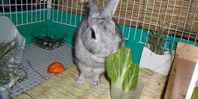 給兔子餵食蔬菜的幾點建議