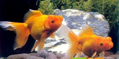 金魚的人工授精繁殖法