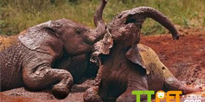 攝影師拍肯亞大象孤兒泥塘開心玩耍(圖)