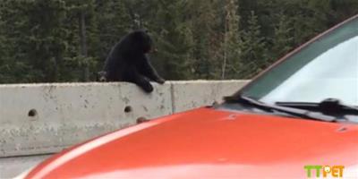 迷路小熊滯留高速公路，熊媽媽用嘴將其叼回