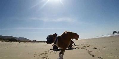 美殘疾小狗在沙灘兩條腿賽跑獲贊
