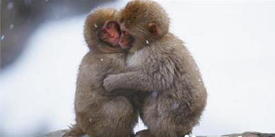猴子可以養嗎 去辦理野生動物馴養繁殖許可證後