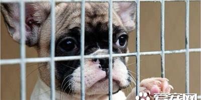 歐洲犬類走私猖獗 慈善機構呼籲飼主理性養寵物