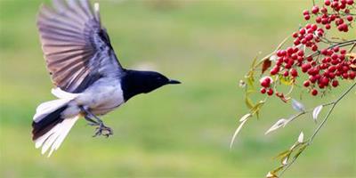 如何訓養野鳥 詳解3種訓養野鳥的方法