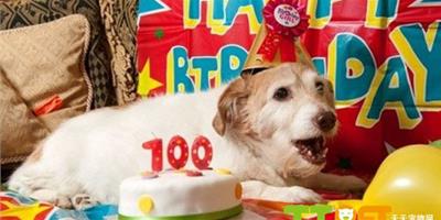 英長壽狗過22歲生日，主人稱“從不吃狗糧”