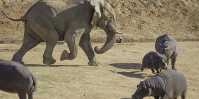 大象河馬上演“巨人”之戰，母河馬自尊心受打擊