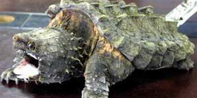 大鱷龜
