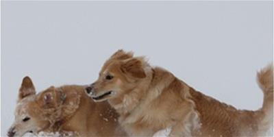 狗狗為什麼喜歡下雪？什麼原因？