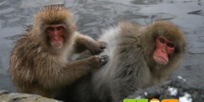 雌性獼猴攝入大量酒精後會停止排卵
