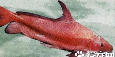 胭脂魚的餵食要點 胭脂魚屬於雜食動物