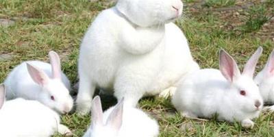 肉兔之王紐西蘭兔的介紹