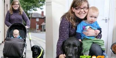 英導盲犬勇救主人和嬰兒，被贊似英雄
