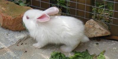 兔子可以吃米飯嗎 吃多了會消化不良