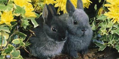 兔子總吃家中的觀賞植物怎麼辦？