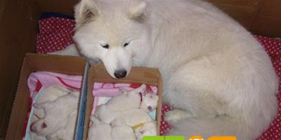 剛出生薩摩耶幼犬的照顧方法
