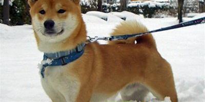 冬季狗狗健康養護知識
