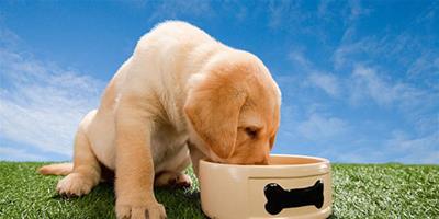金毛犬吃什麼狗糧好 教你挑選合適的狗糧