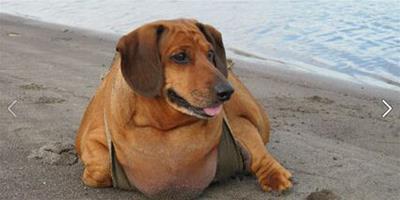 超勵志：世界最胖臘腸狗狗減肥成功