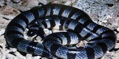 貝爾徹海蛇有毒嗎 它是毒性最強的蛇類之一