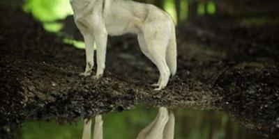 寵物攝影：美國養犬俱樂部評年度最佳犬類攝影